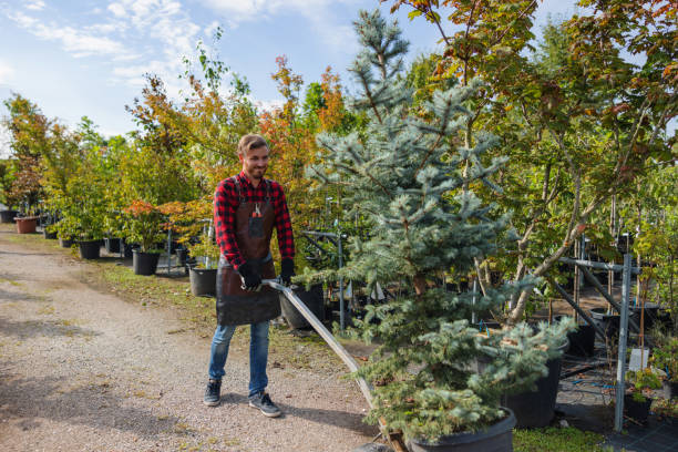 Best Storm Damage Tree Cleanup  in Lathrop, MO